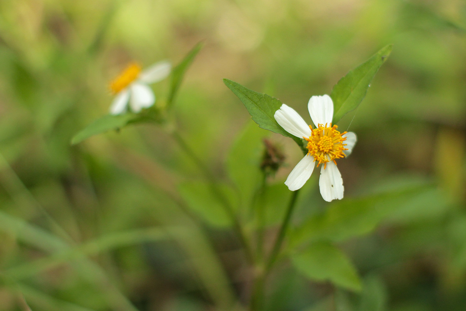 Shepherd's Needles Barbados