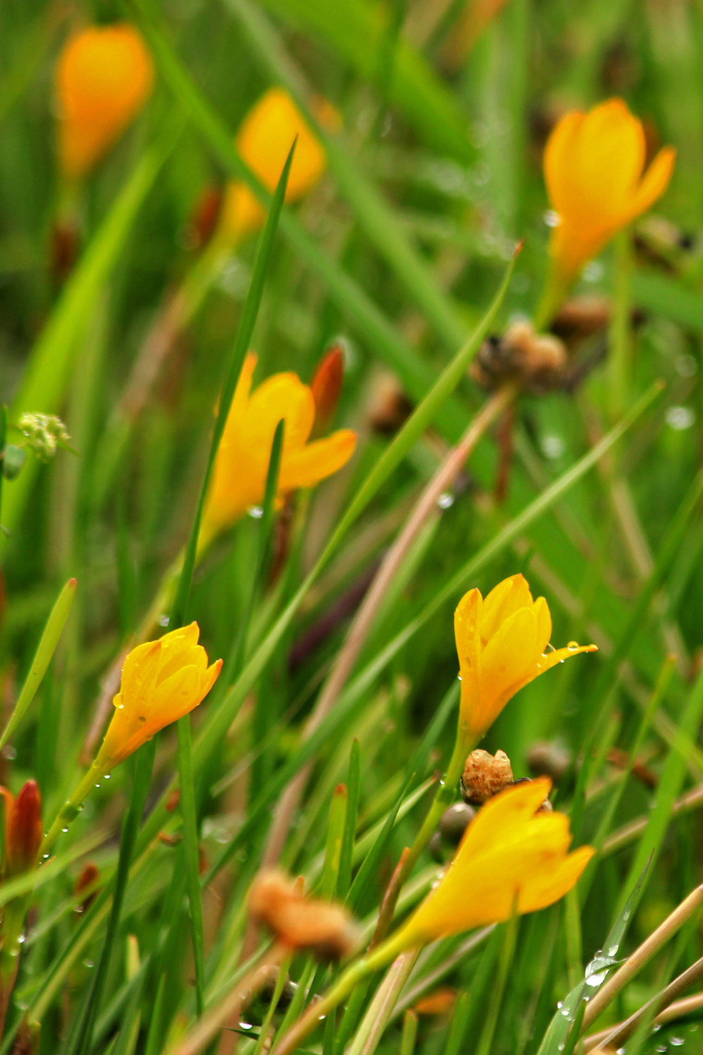 Yellow Rain Lily Barbados