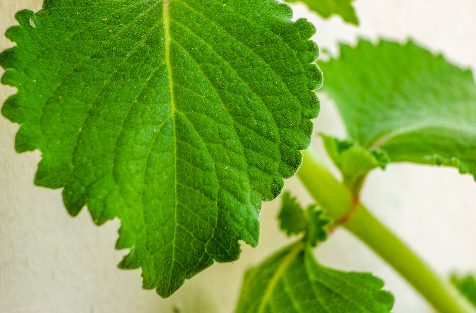Broad Leaf Thyme Barbados