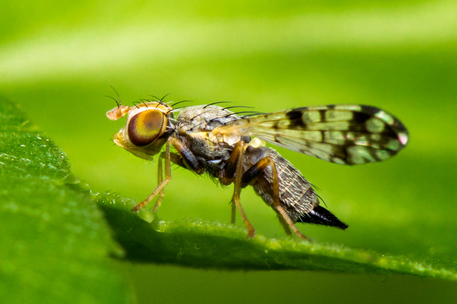 Sunflower Seed Maggot Fly Barbados