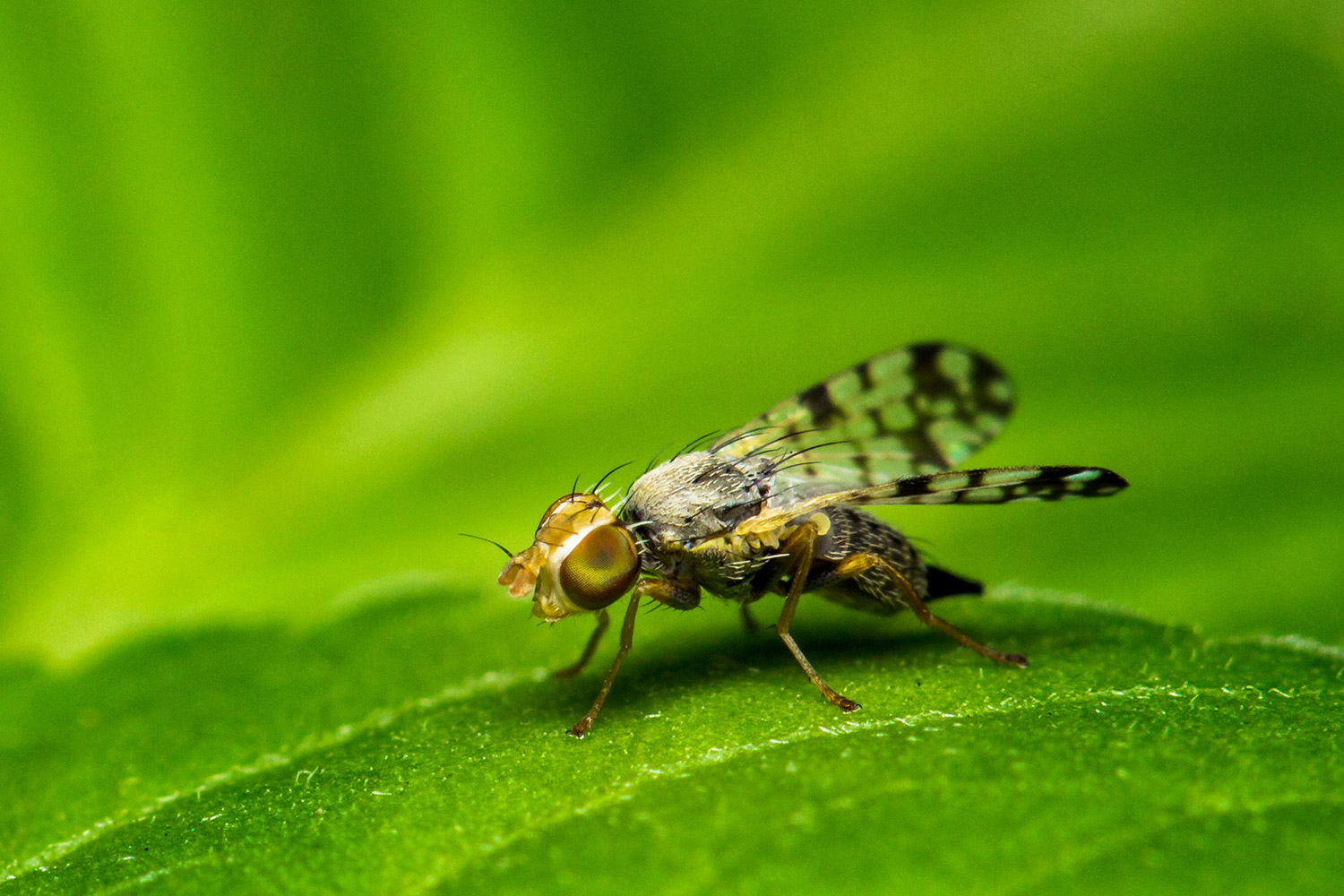 Sunflower Seed Maggot Fly Barbados