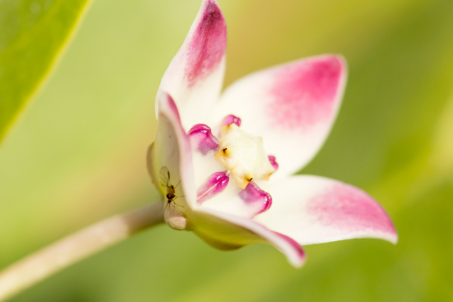 Small Crownflower Barbados