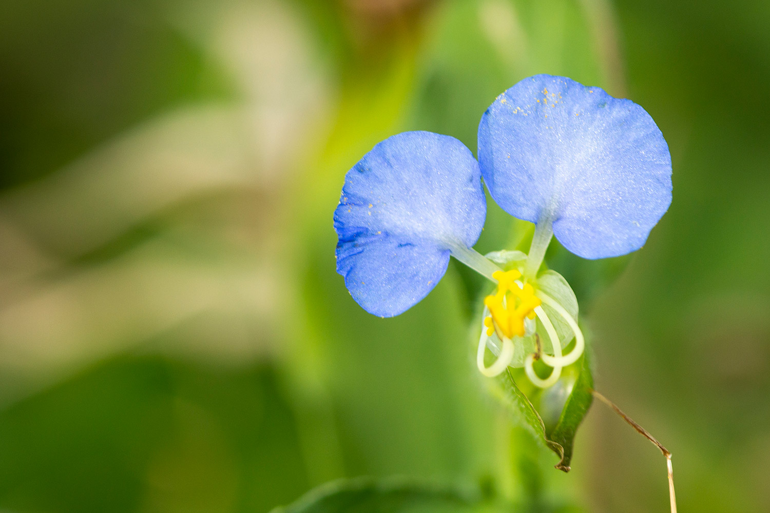 White Mouth Dayflower Barbados