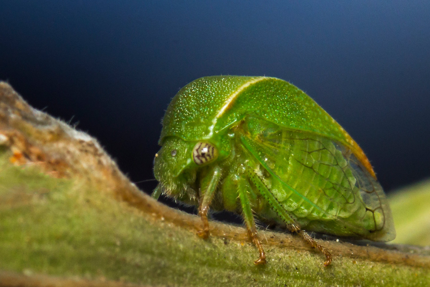 Buffalo Tree Hopper Barbados