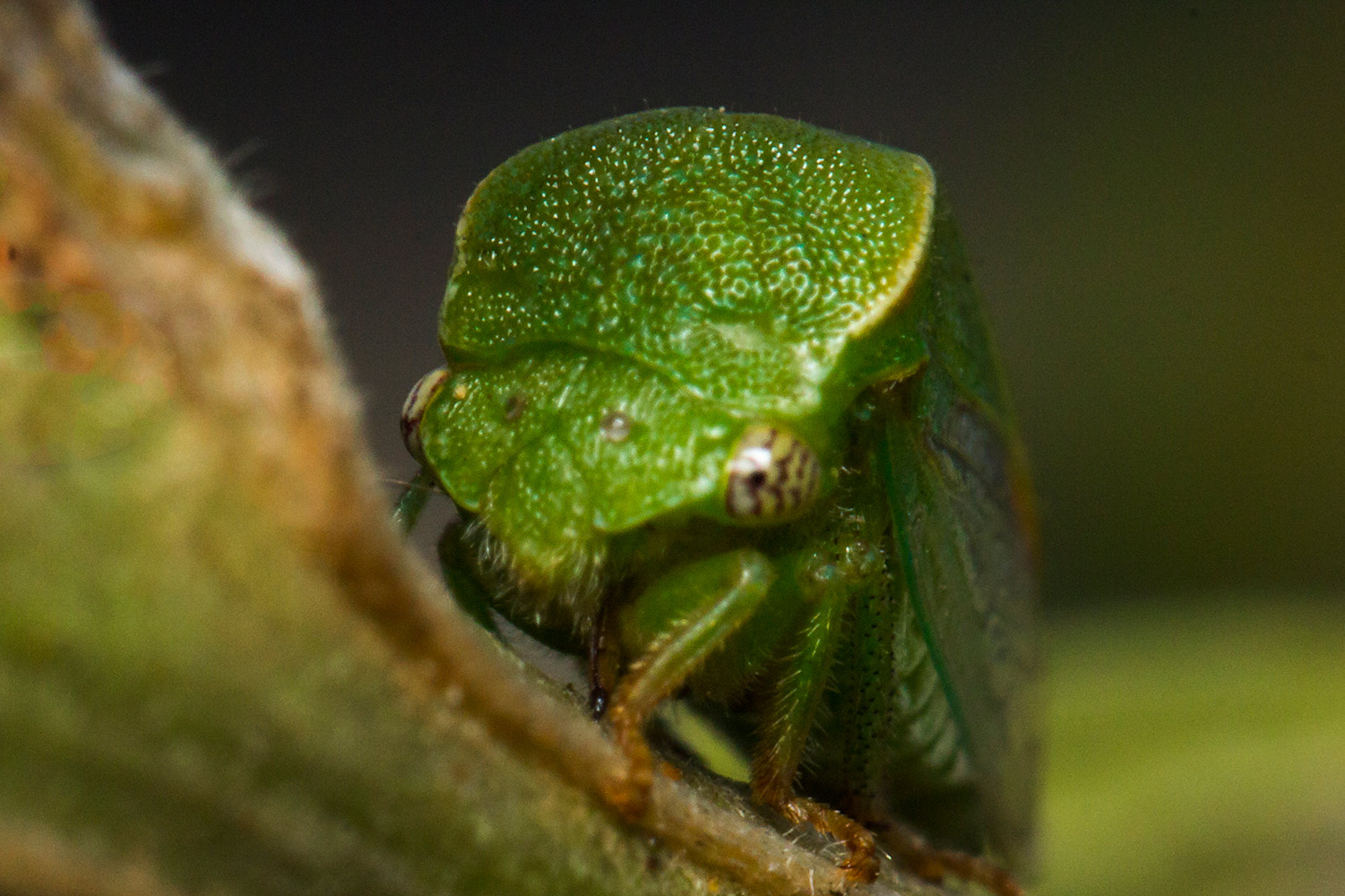 Buffalo Tree Hopper Barbados