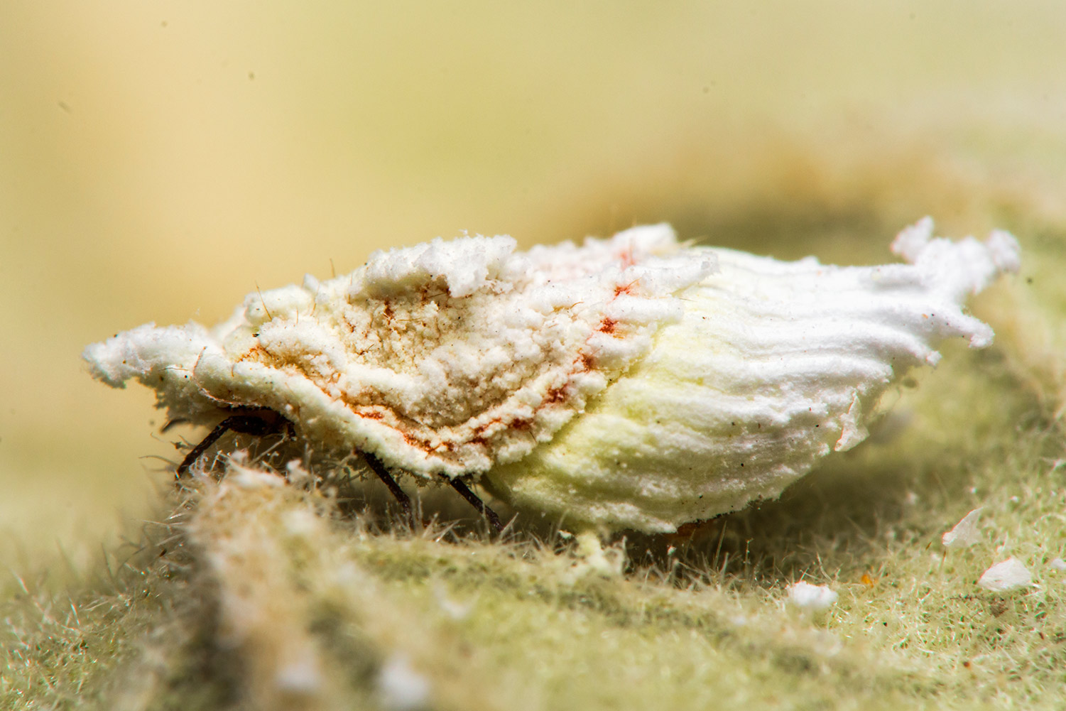 White Partridge Pea Bug Barbados