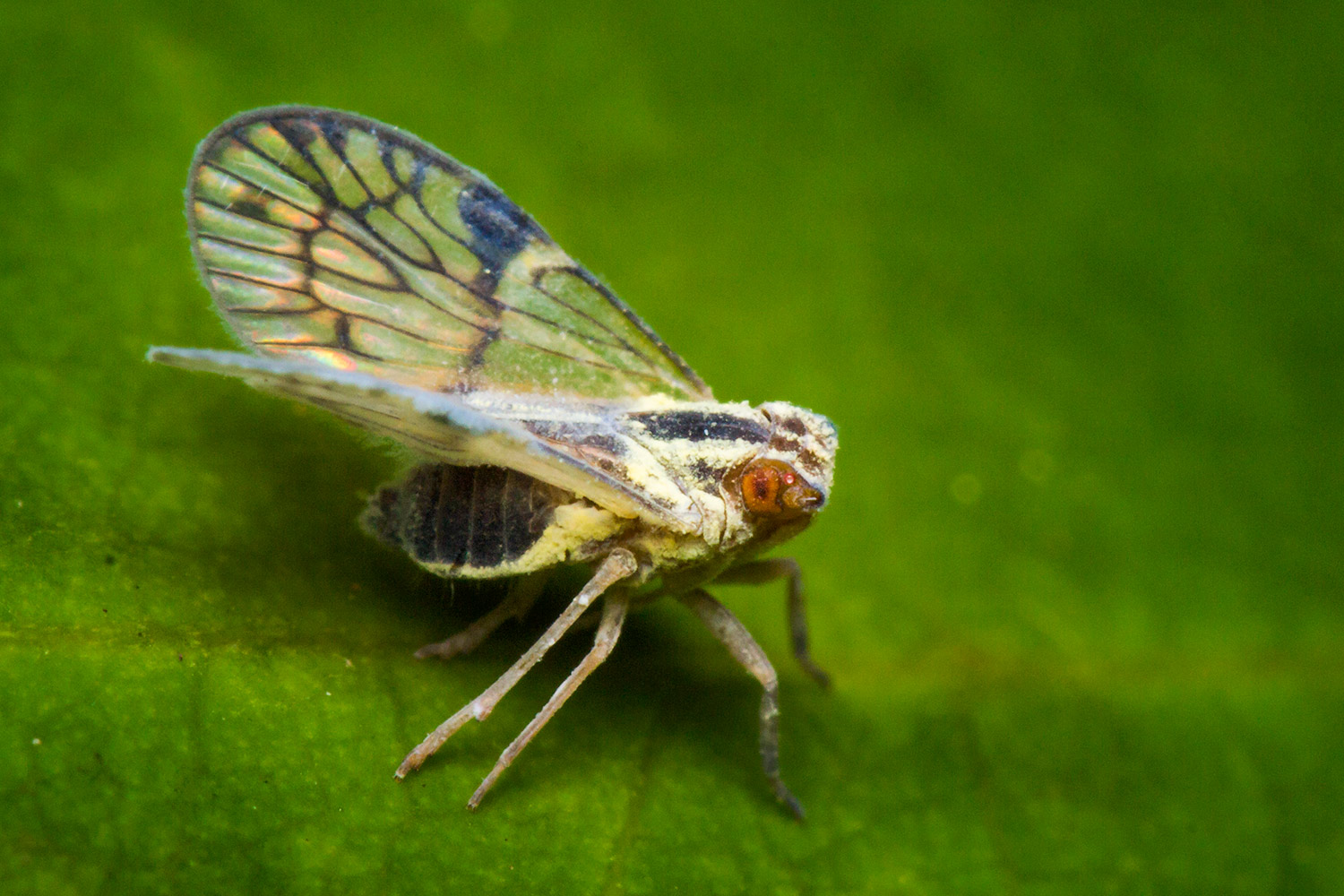 Blue Cixiid Planthopper Barbados