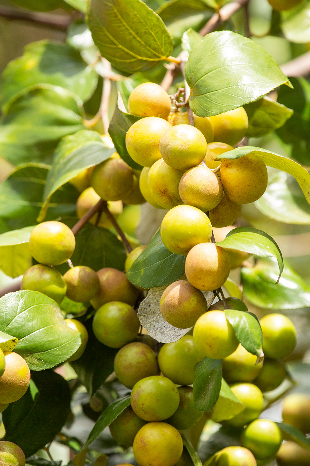 Dunks / Indian jujube Barbados