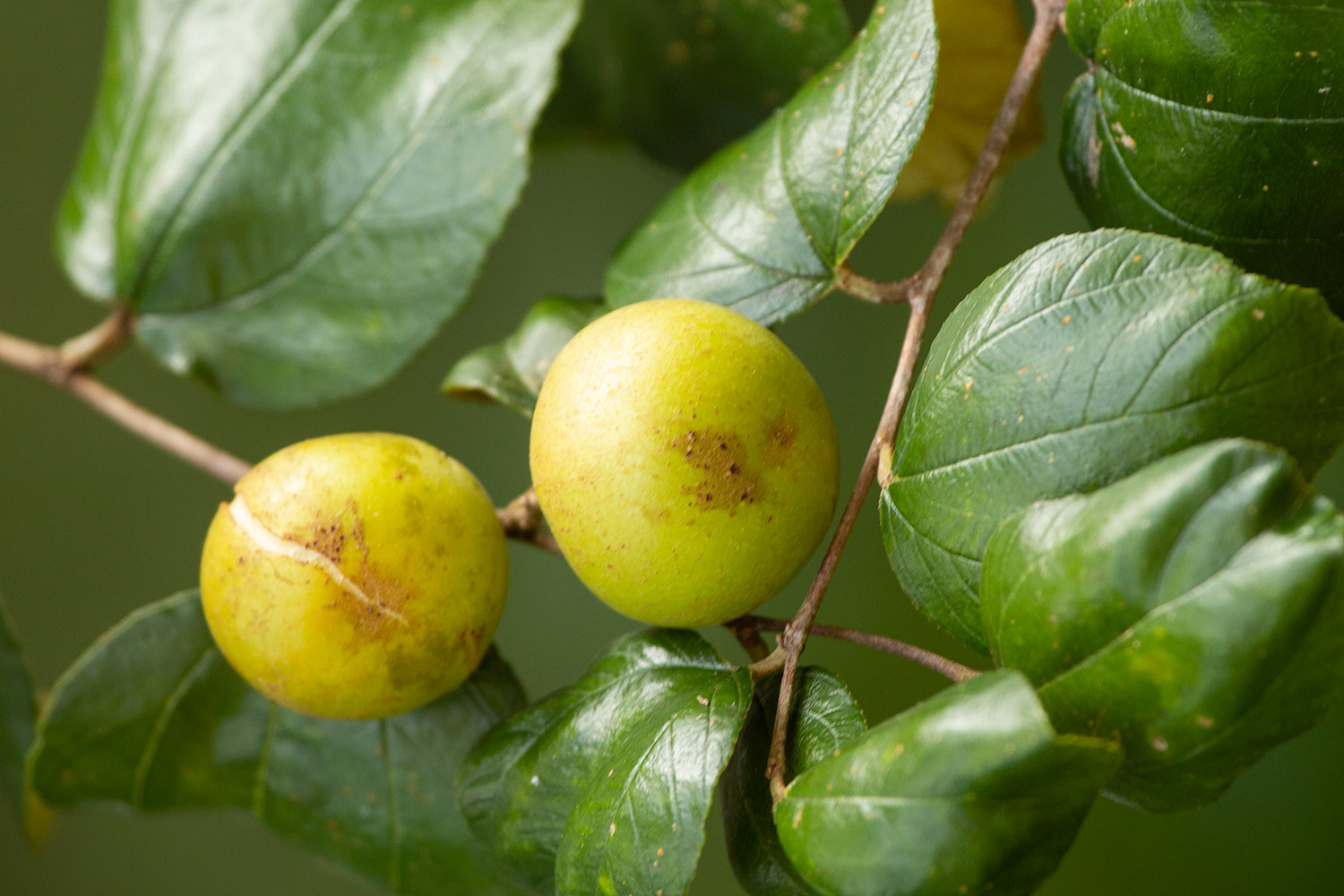 Dunks / Indian jujube Barbados