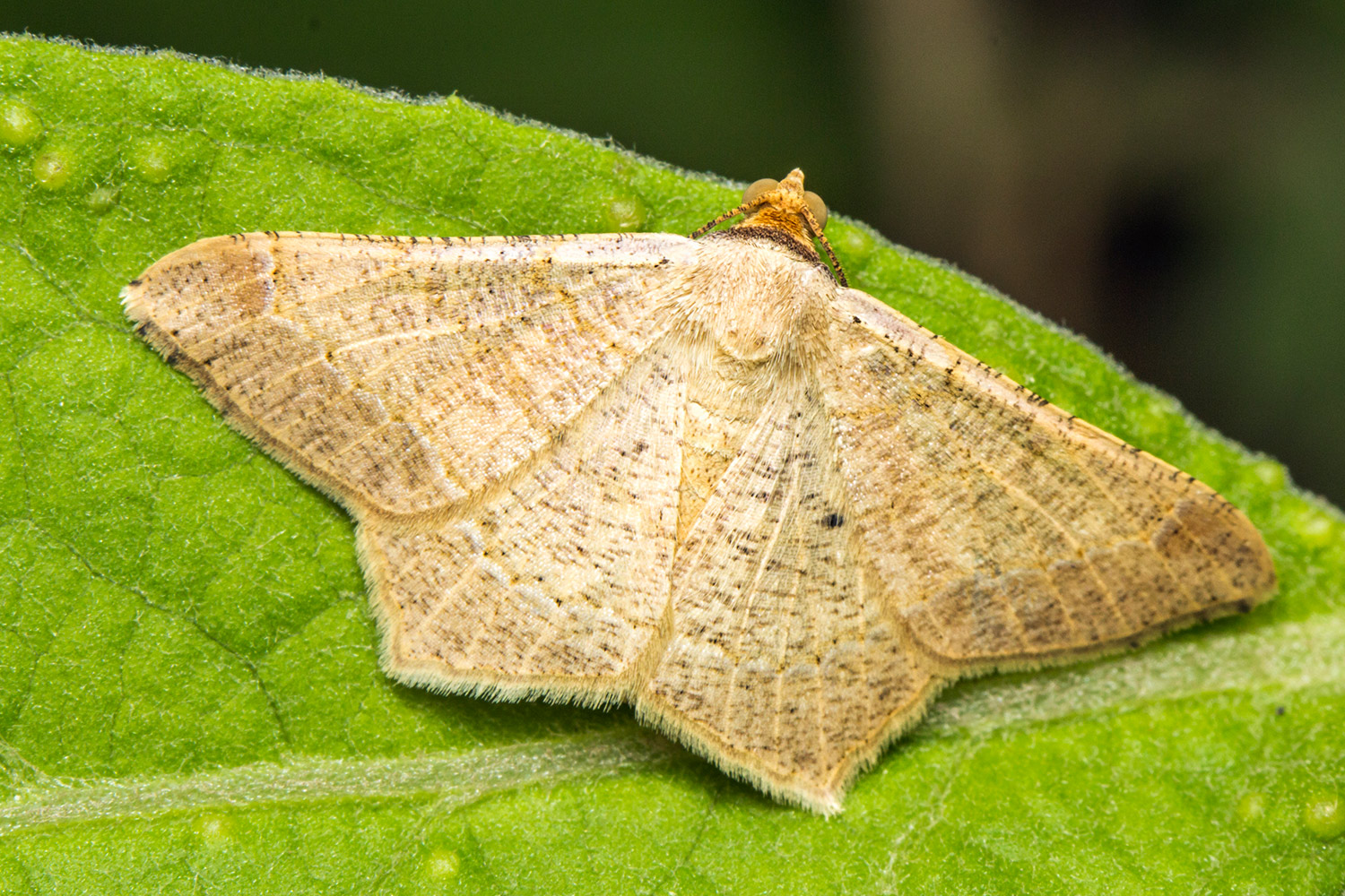 Dot-Lined Angle Moth Barbados