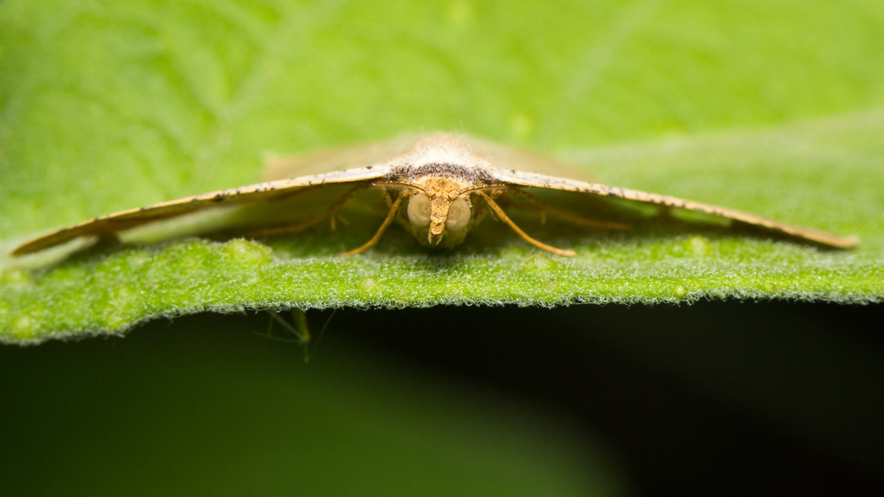 Dot-Lined Angle Moth Barbados