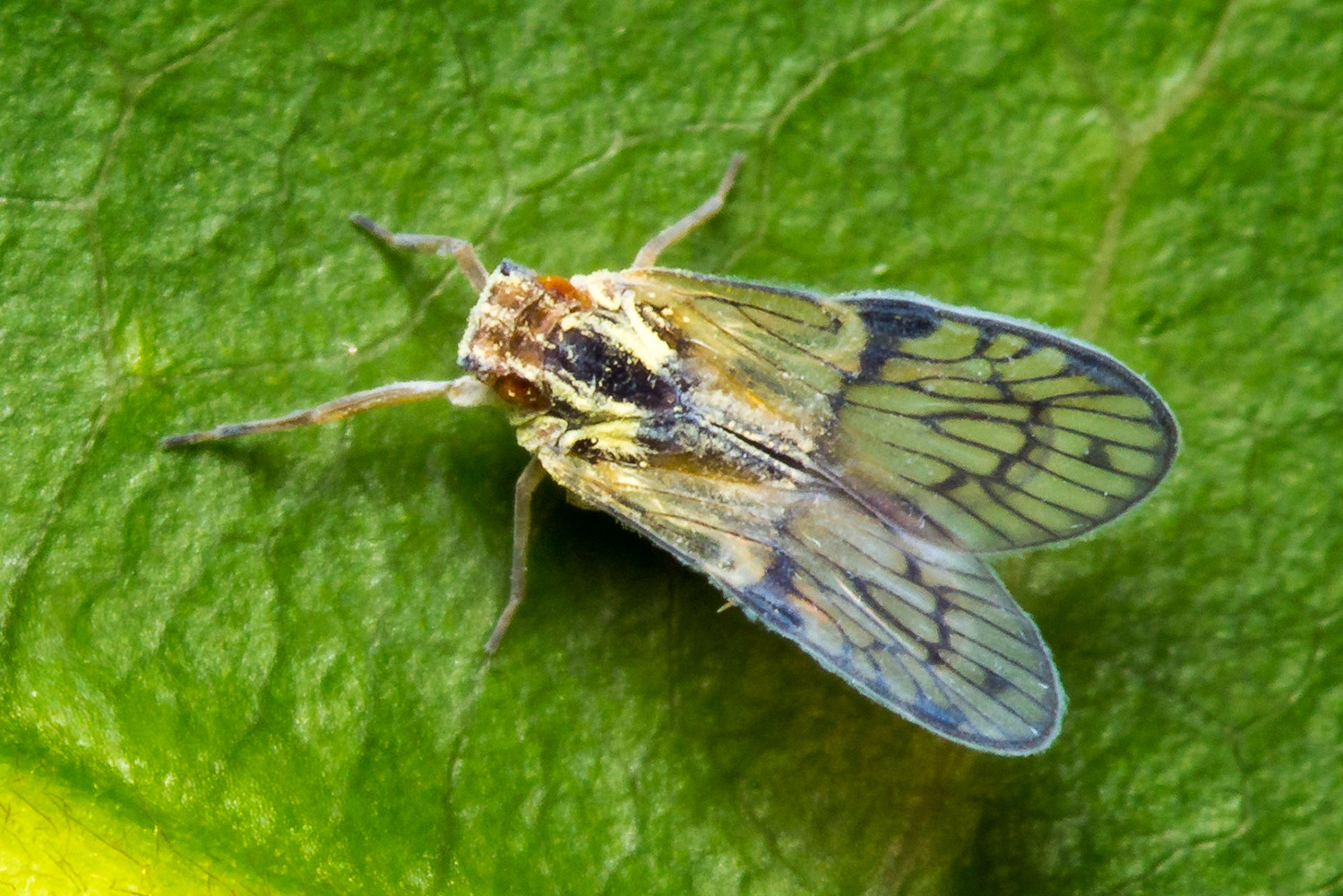 Blue Cixiid Planthopper Barbados