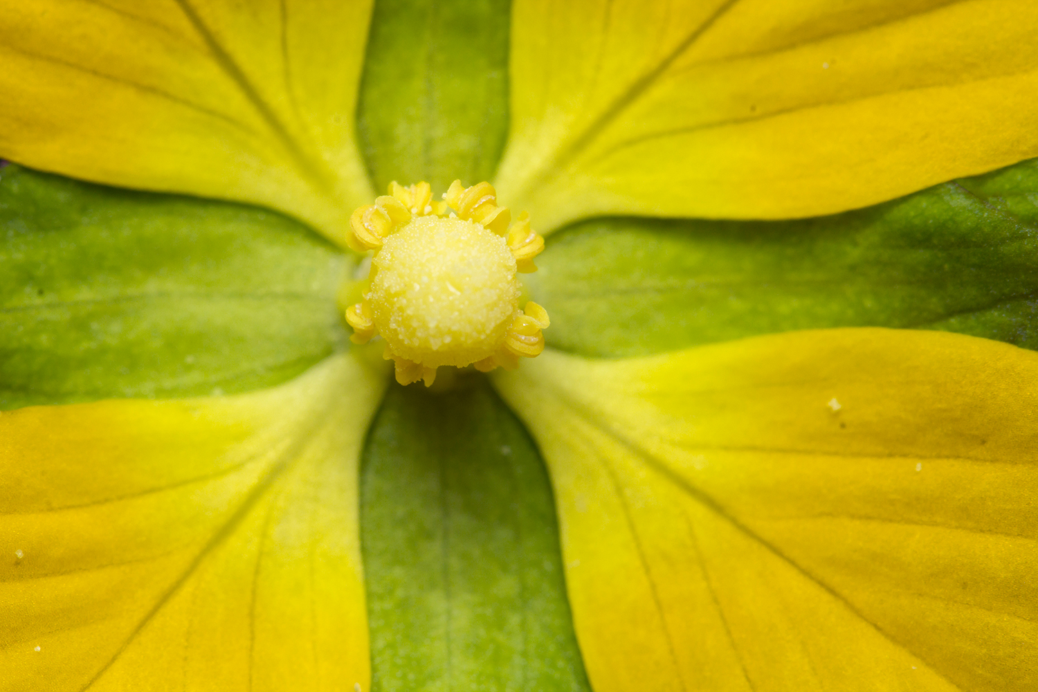 Mexican Primrose-Willow Barbados