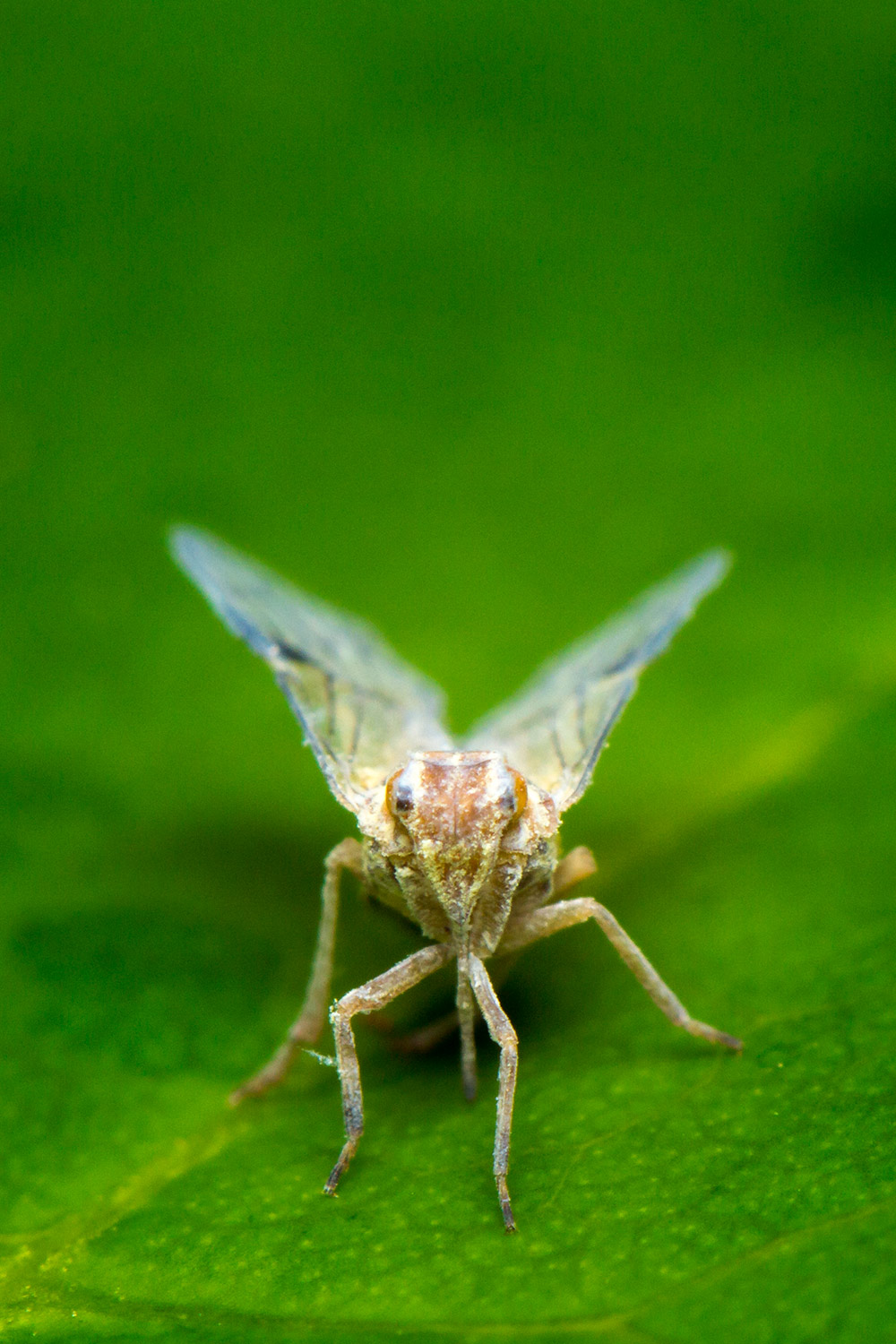 Blue Cixiid Planthopper Barbados