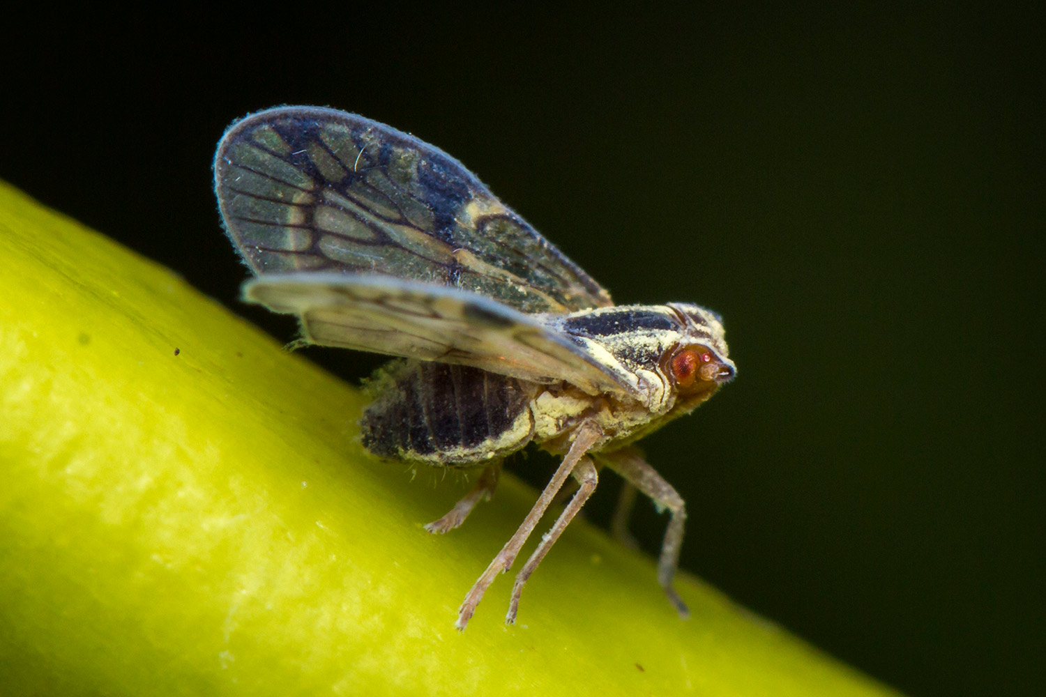 Blue Cixiid Planthopper Barbados