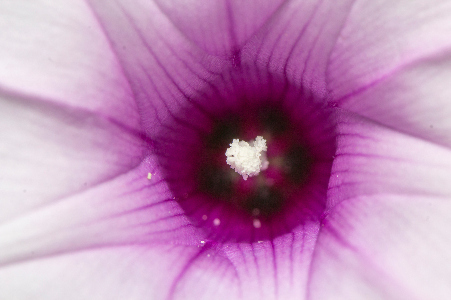 Beach Morning Glory Barbados