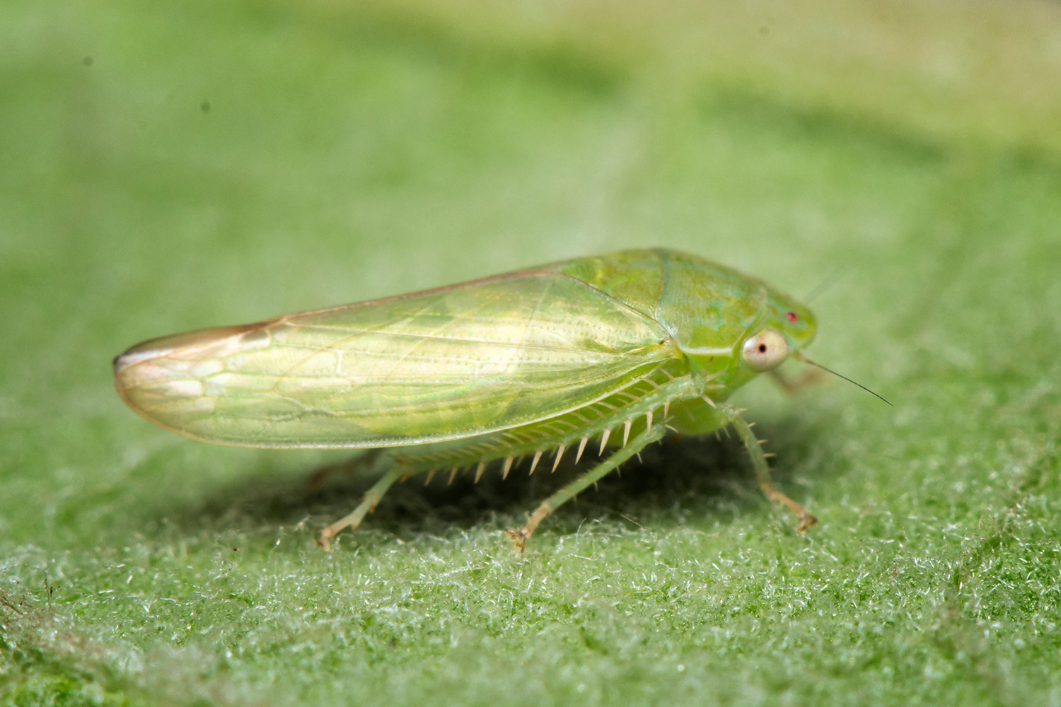 Gyponine Leafhopper Barbados
