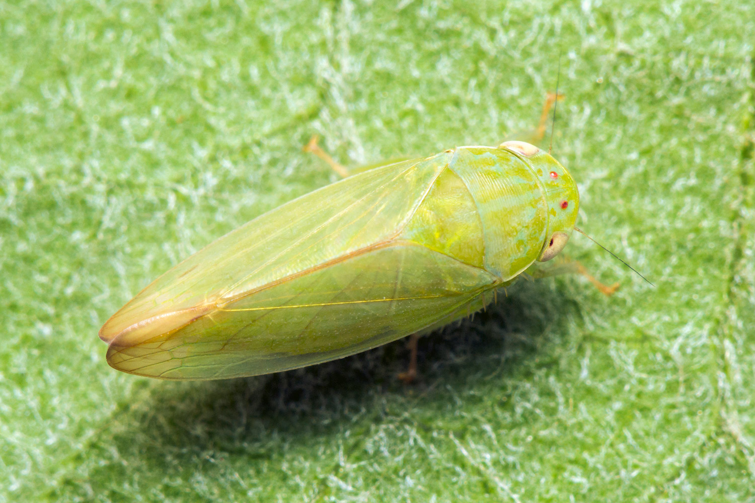 Gyponine Leafhopper Barbados