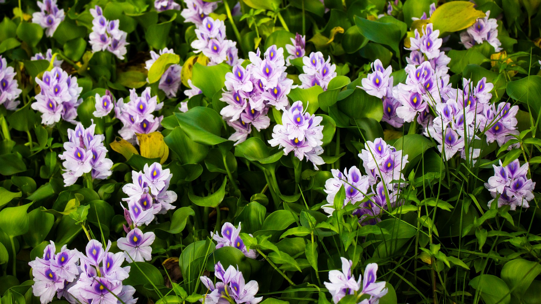 Common Water Hyacinth Barbados