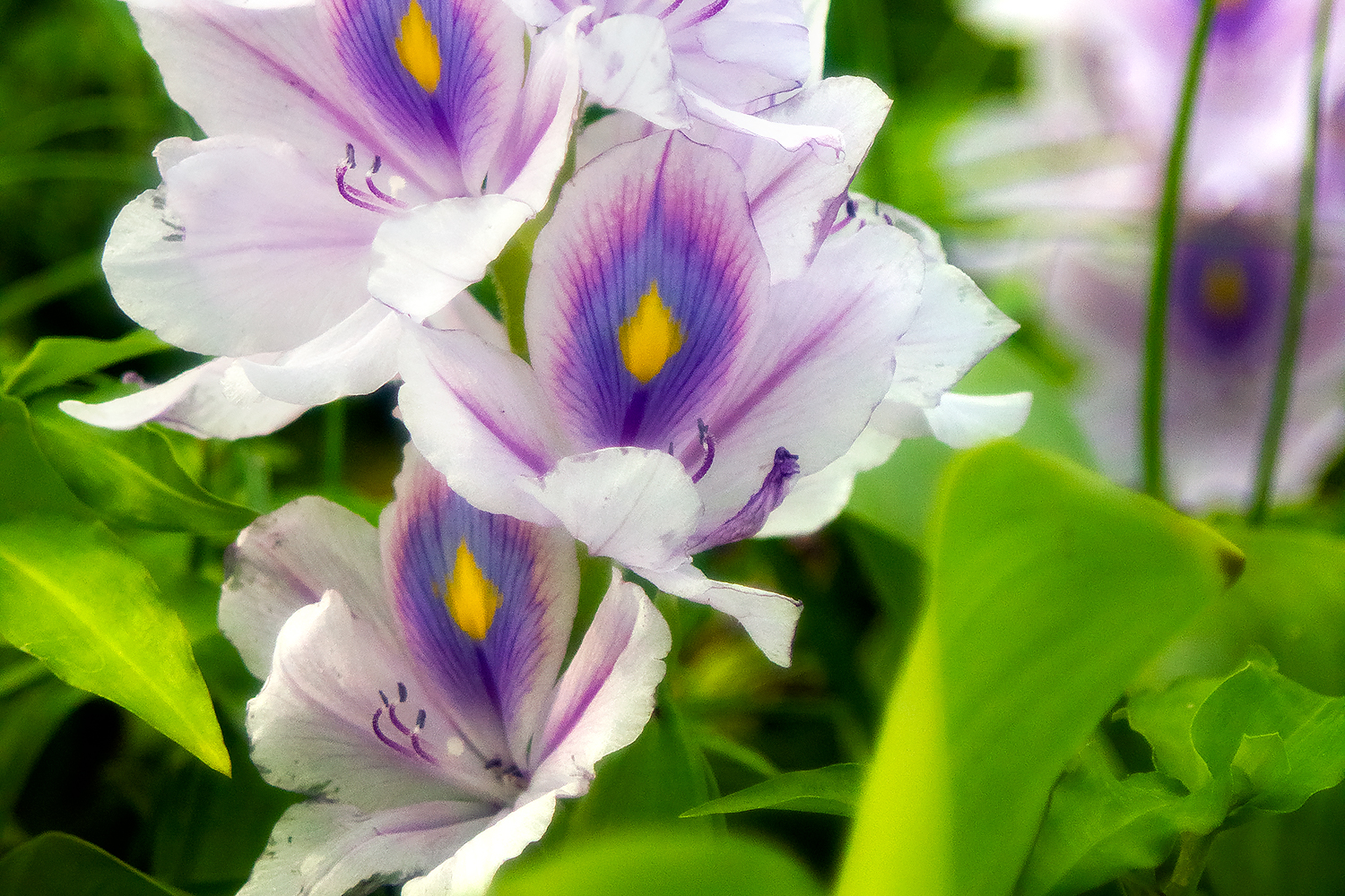 Common Water Hyacinth Barbados