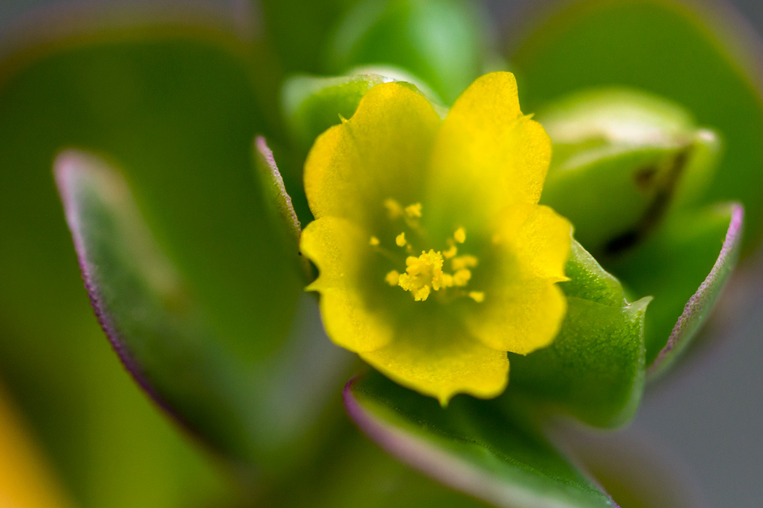 Common Purslane Barbados