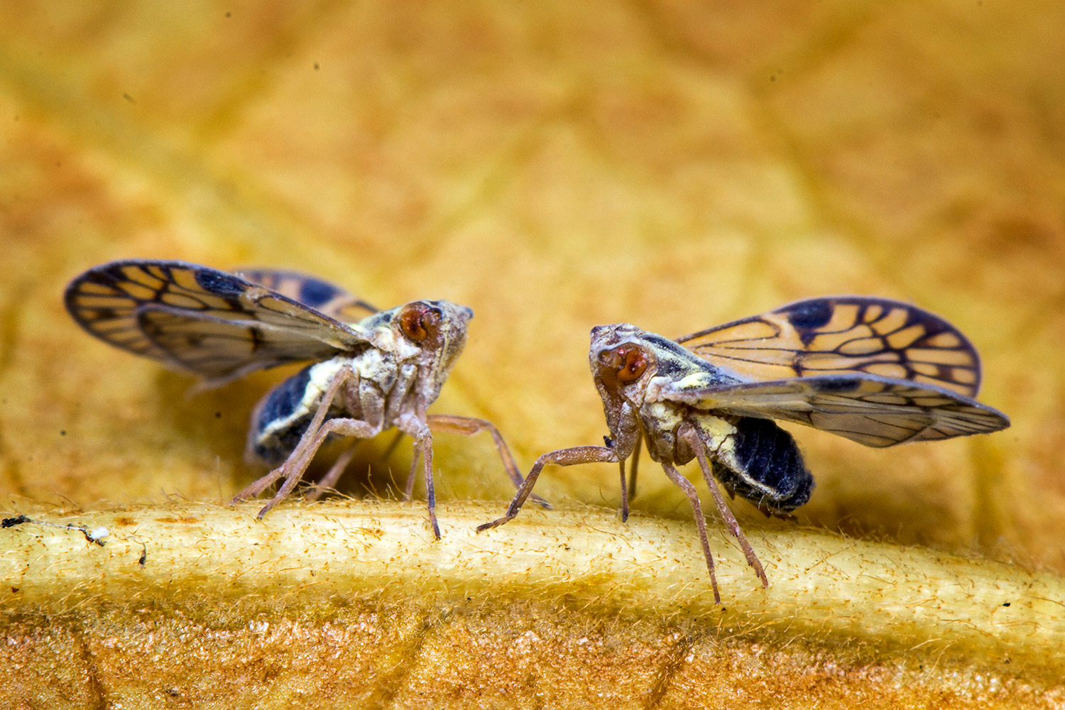 Blue Cixiid Planthopper Barbados