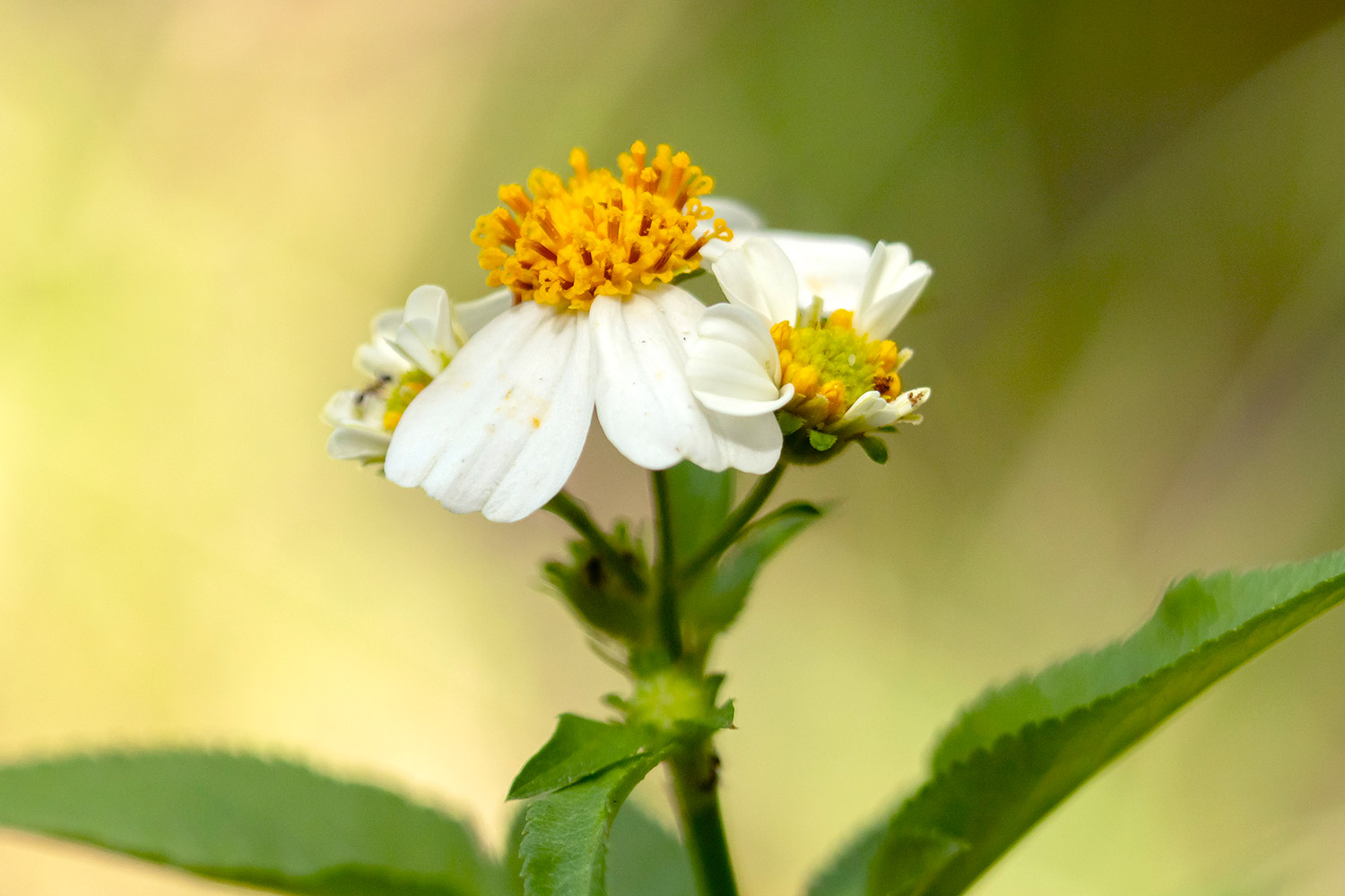 Shepherd's Needles Barbados