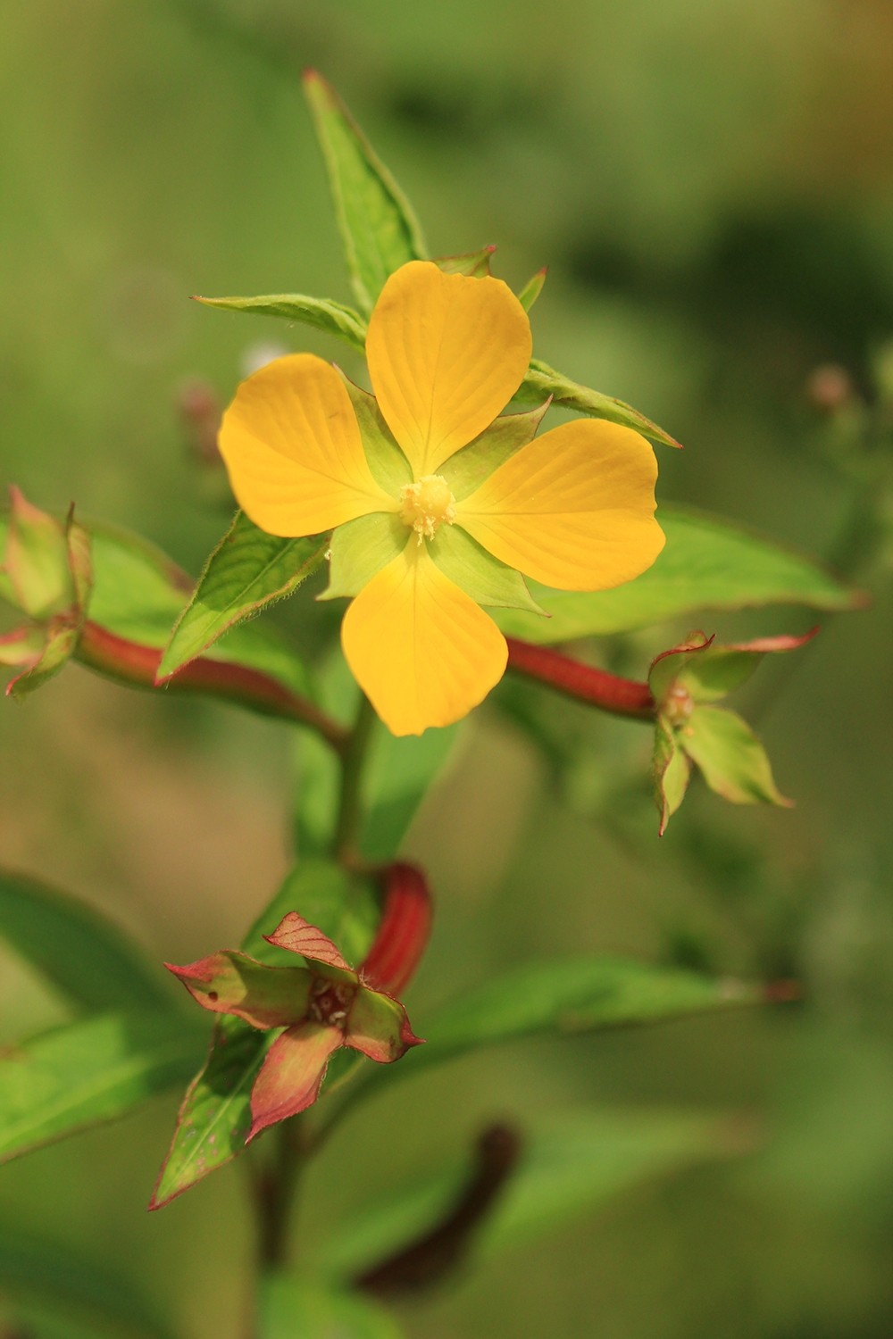 Mexican Primrose-Willow Barbados