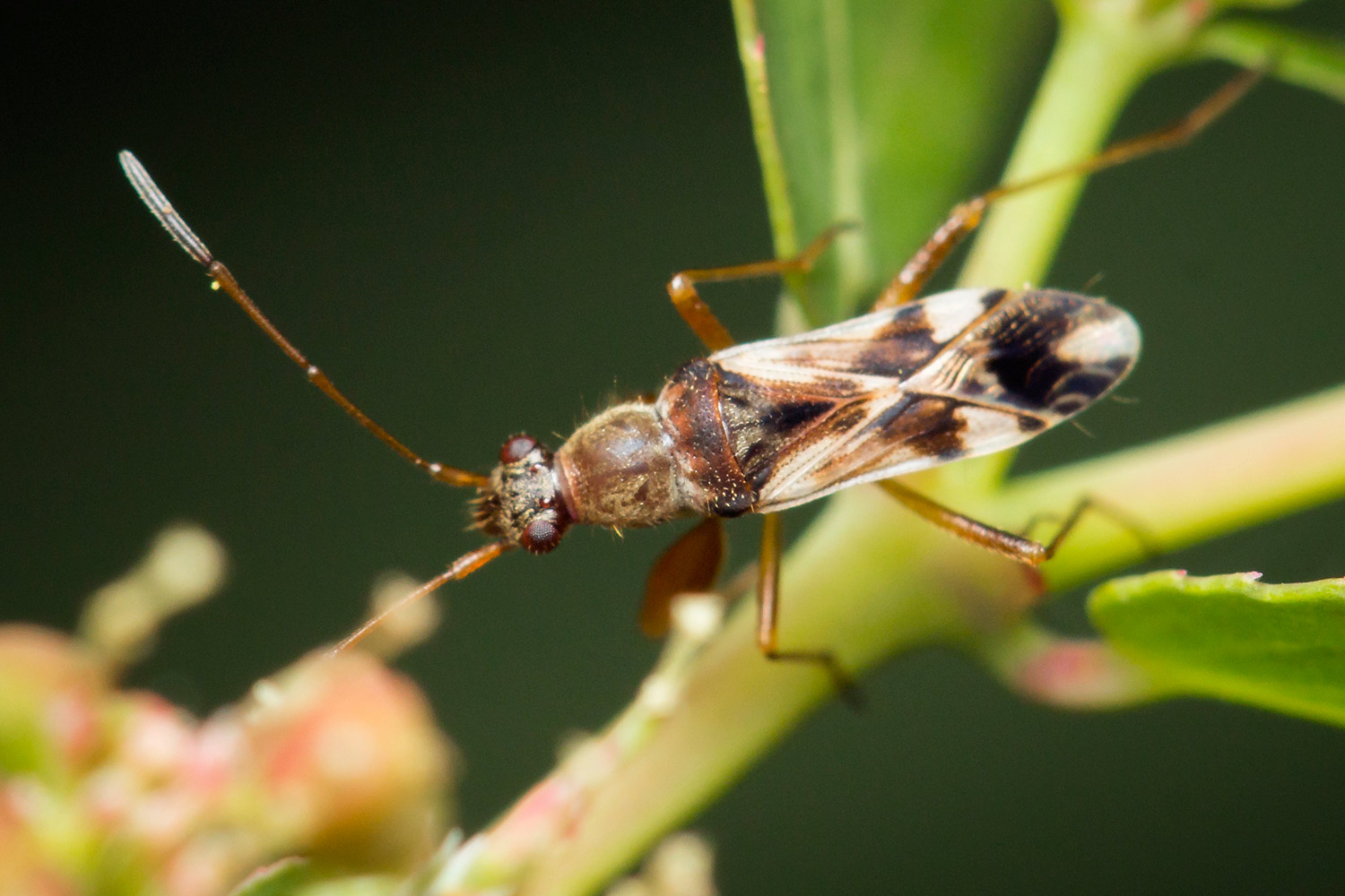 Dirt-Colored Seed Bug Barbados