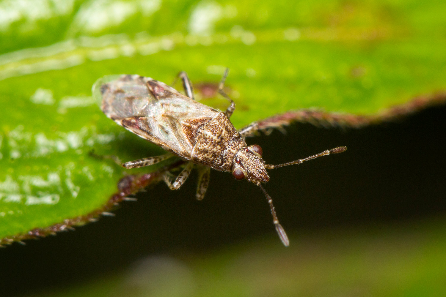 Long-Winged Glasswing Bug Barbados