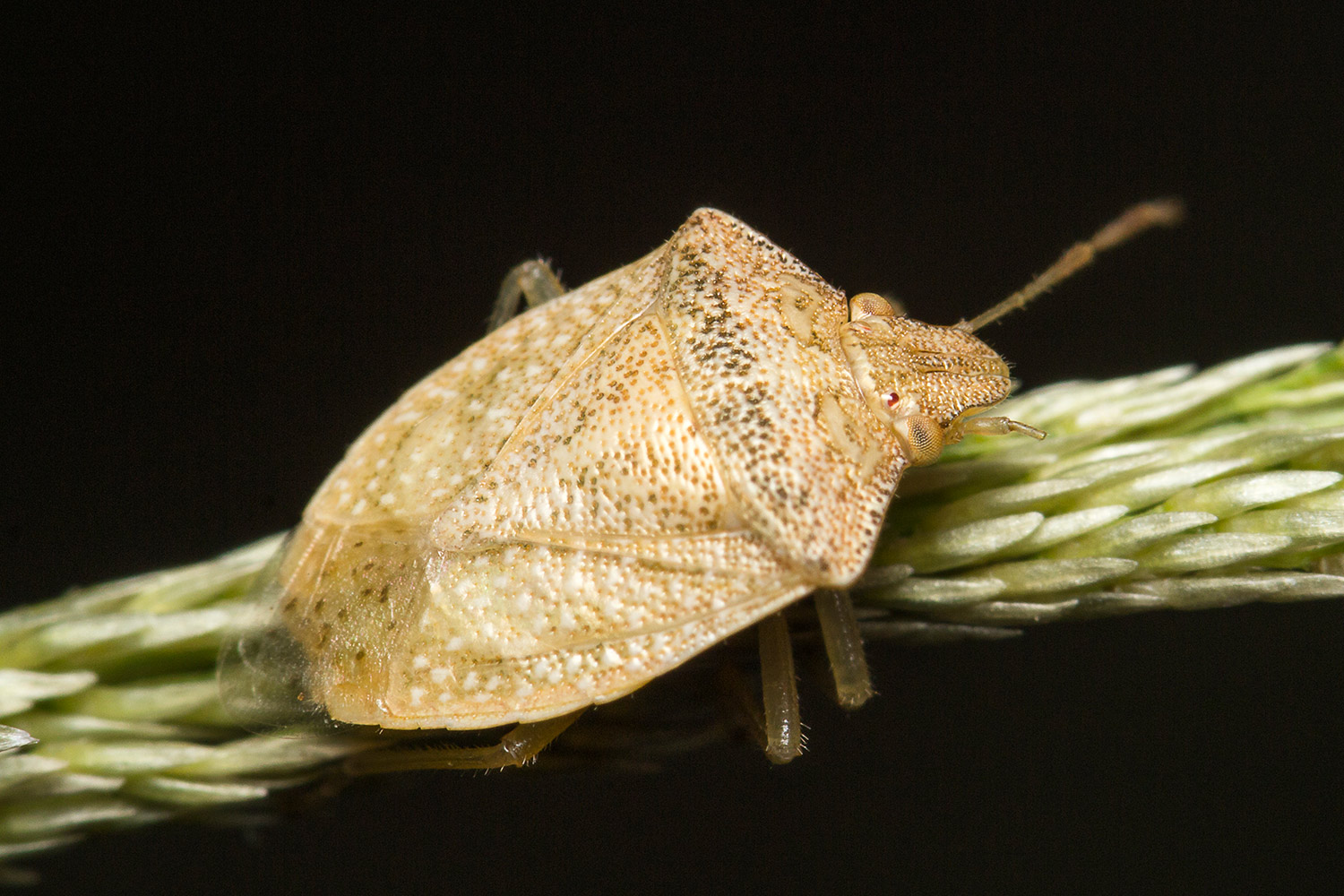 Brown Stink Bug Barbados