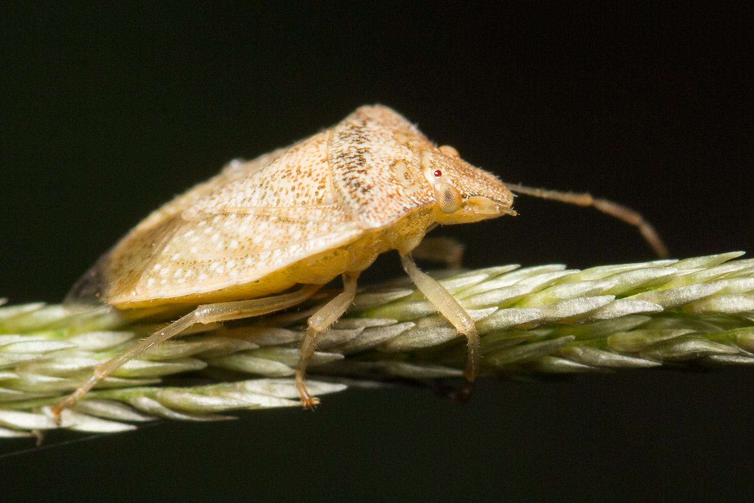 Brown Stink Bug Barbados