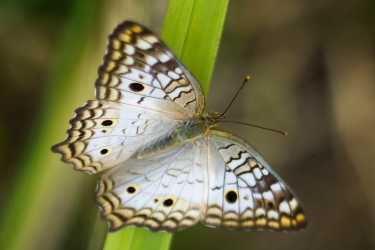 White Peacock Barbados