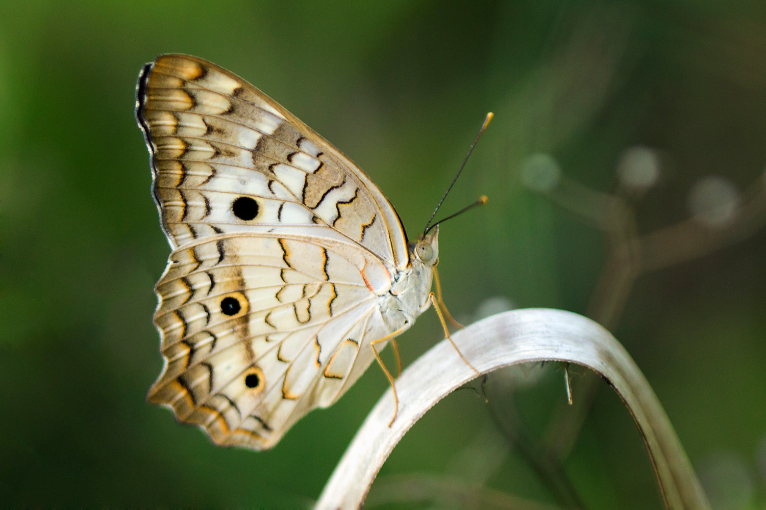 White Peacock Barbados