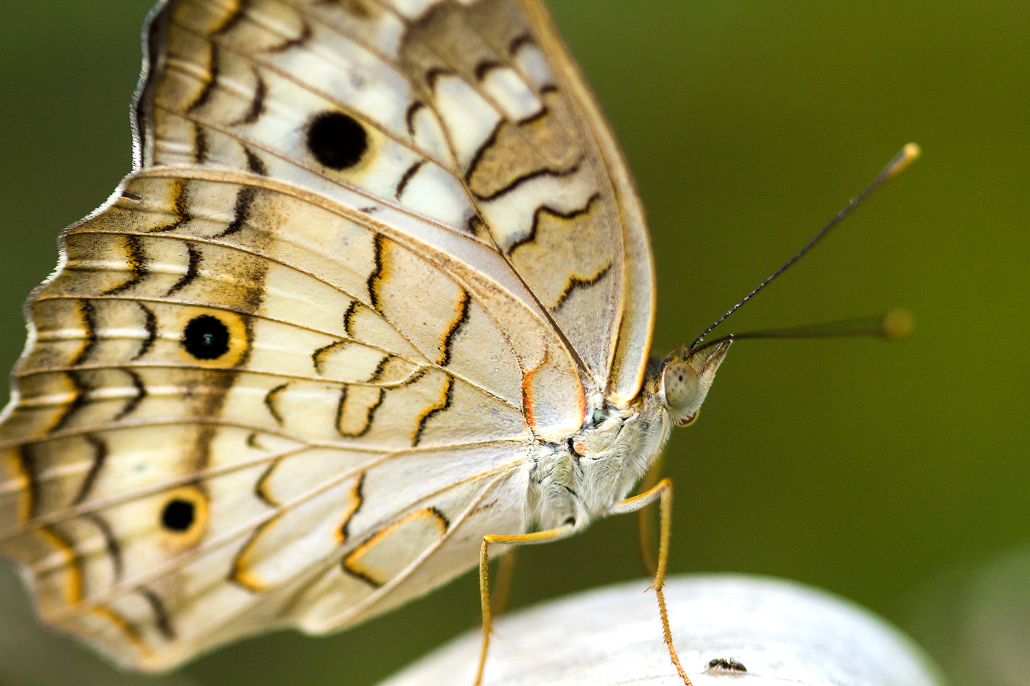 White Peacock Barbados