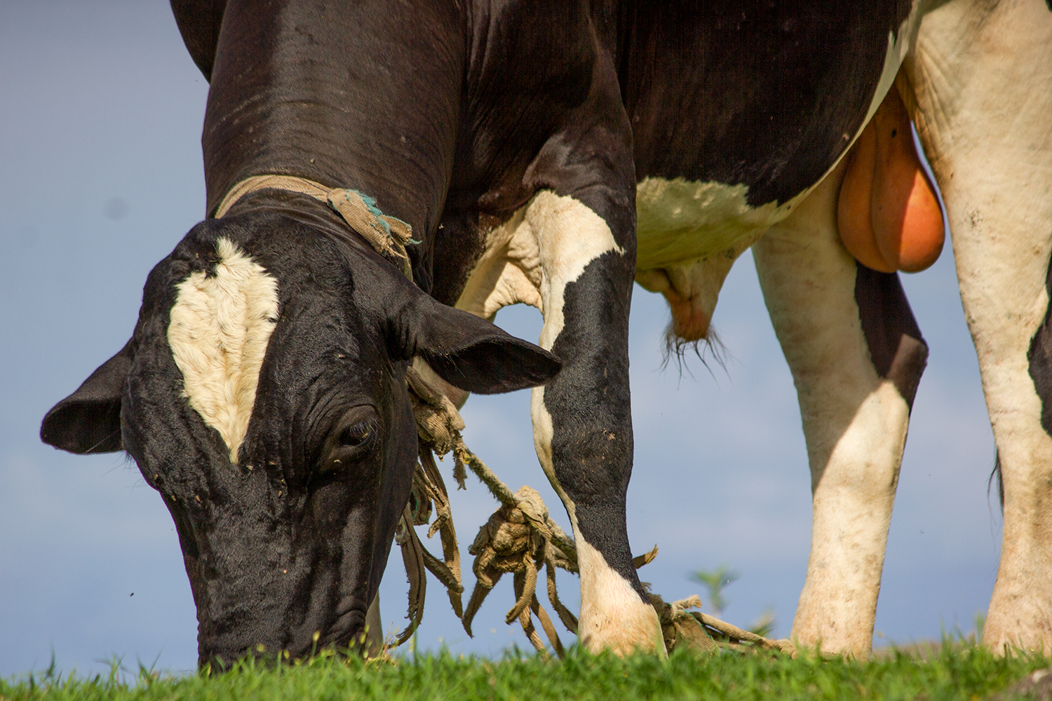 Holstein Friesian Cattle Barbados
