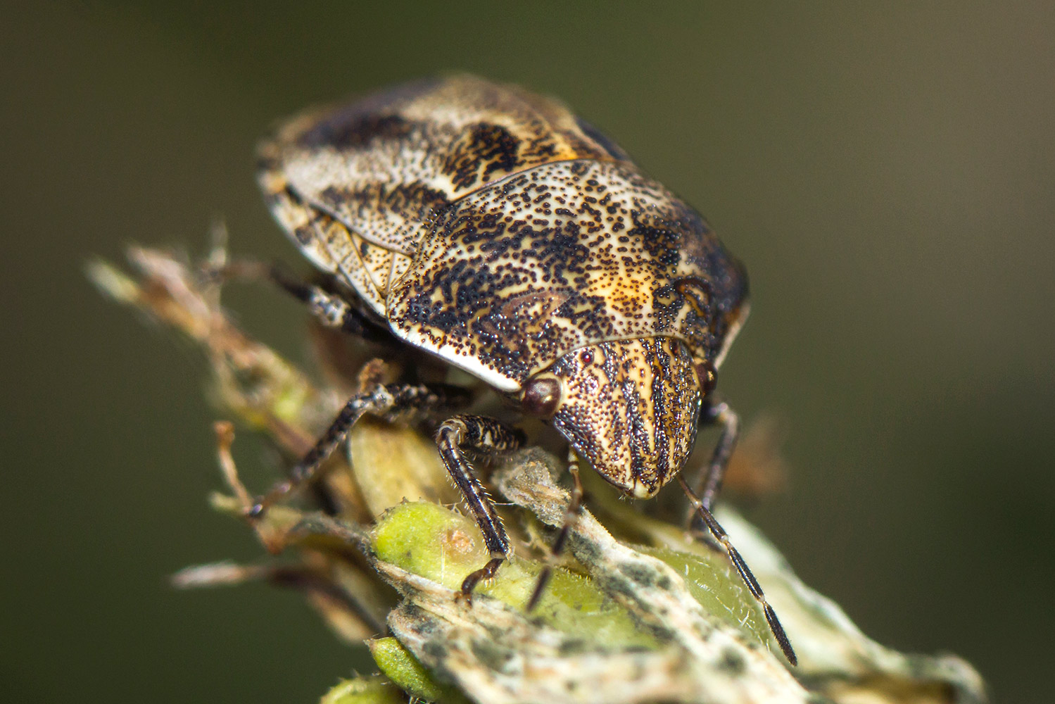 Tortoise Shieldbug Barbados