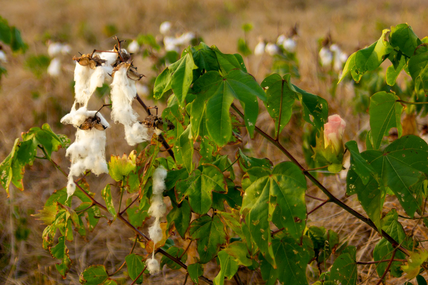 Sea Island Cotton Barbados