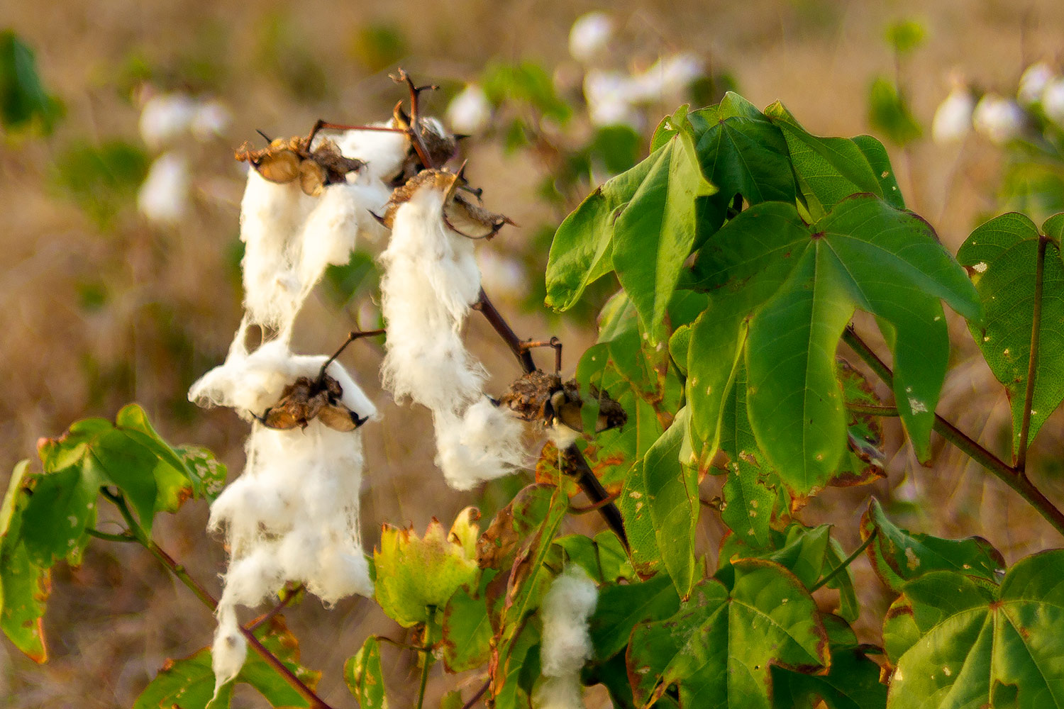 Sea Island Cotton Barbados