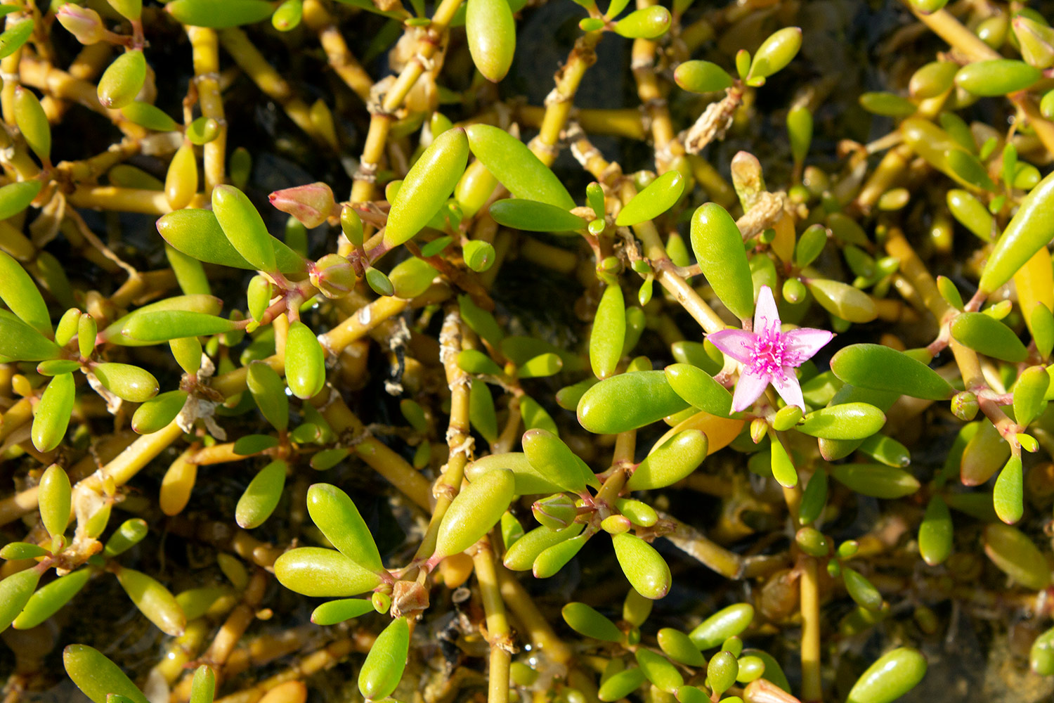 Sea purslane Barbados