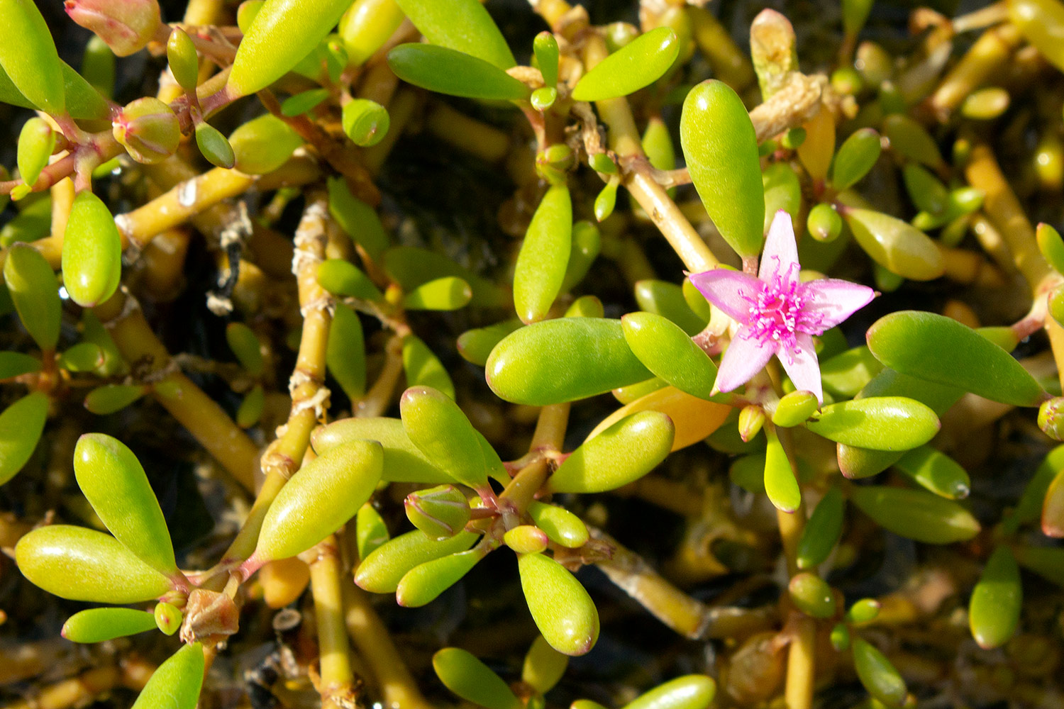 Sea purslane Barbados
