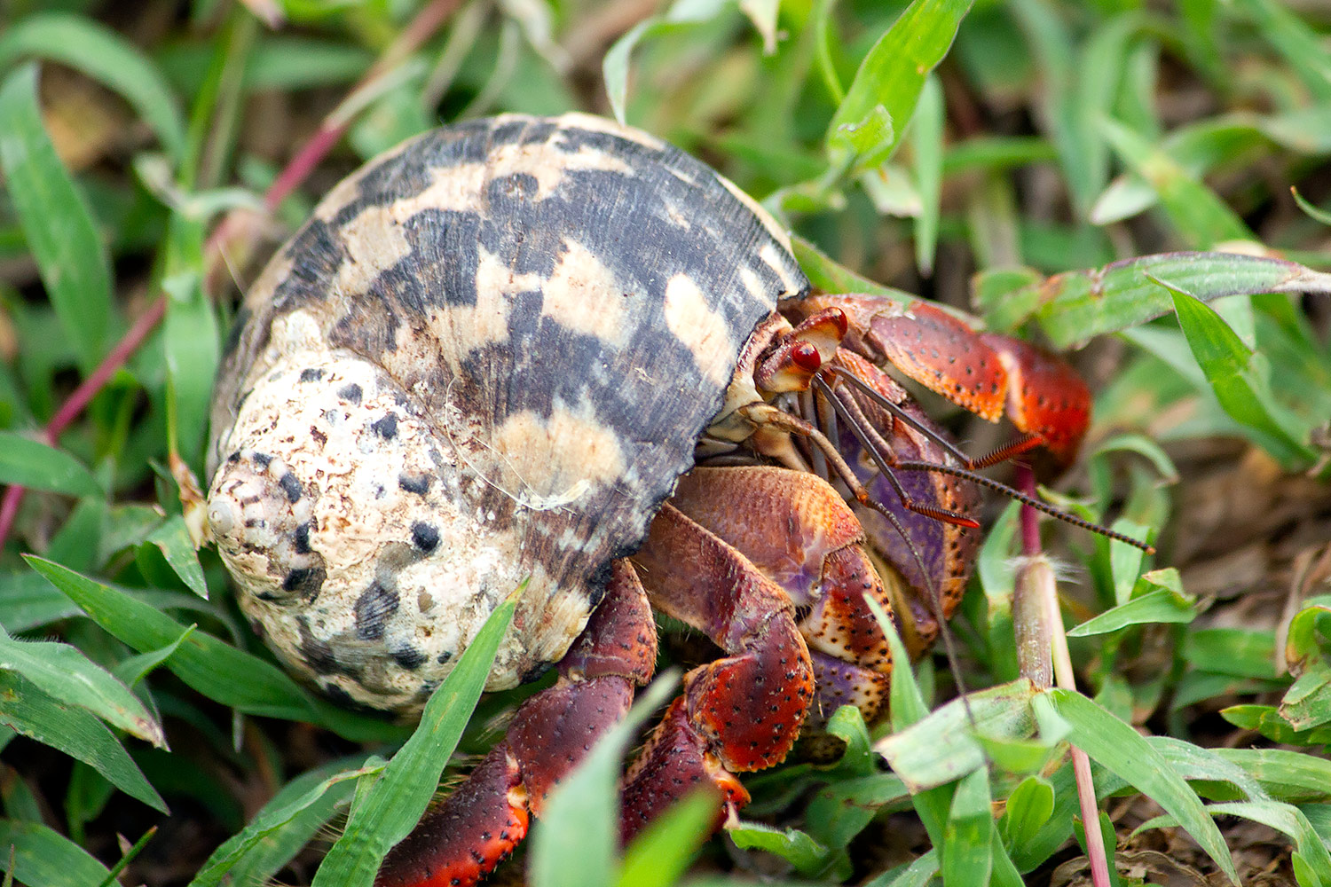 Caribbean Hermit Crab Barbados