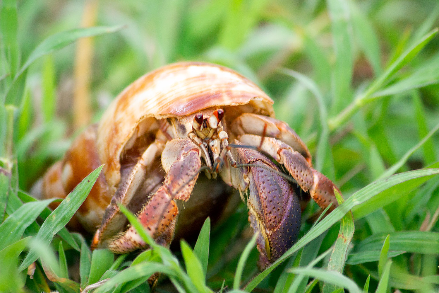 Caribbean Hermit Crab Barbados