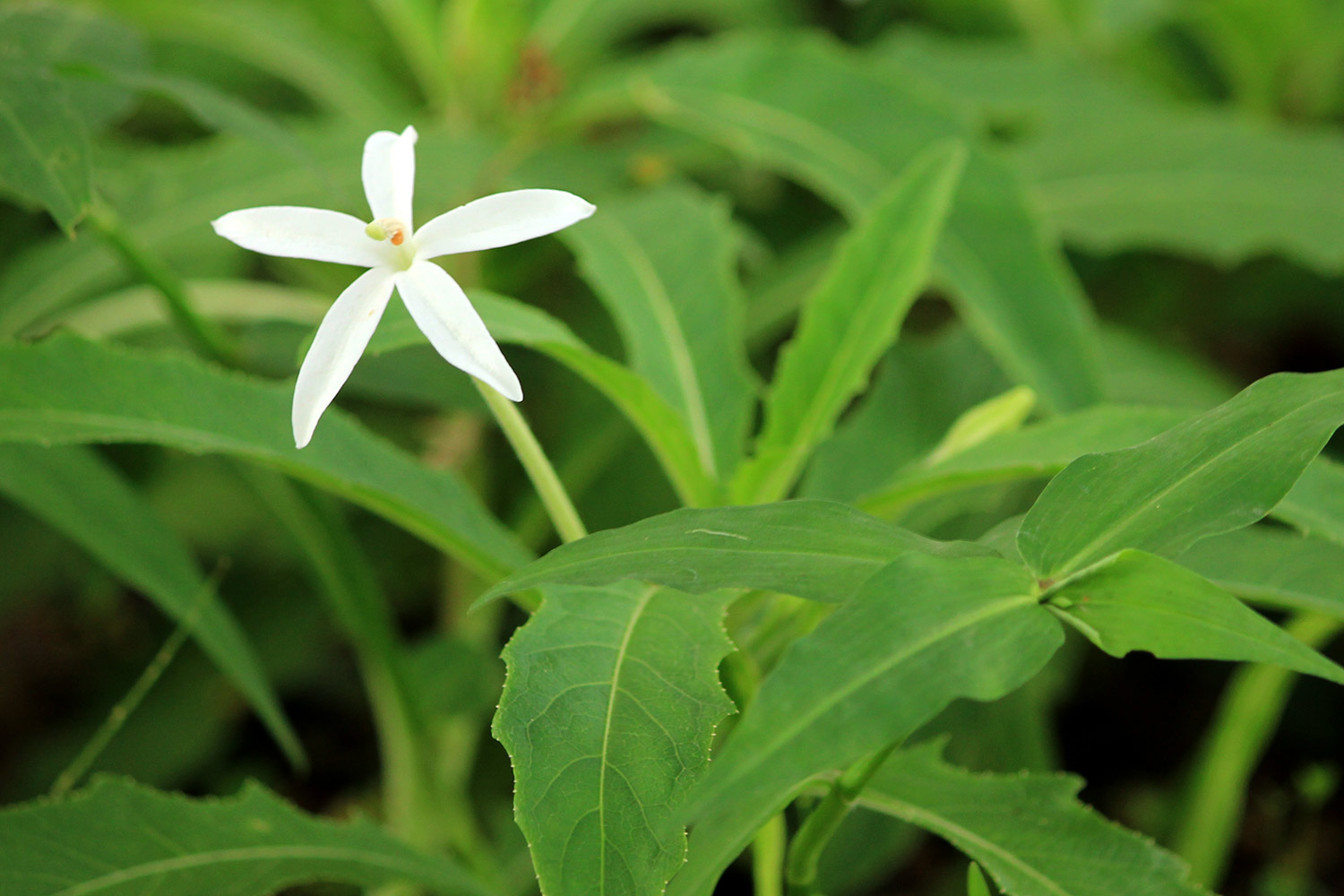 Star of Bethlehem Barbados