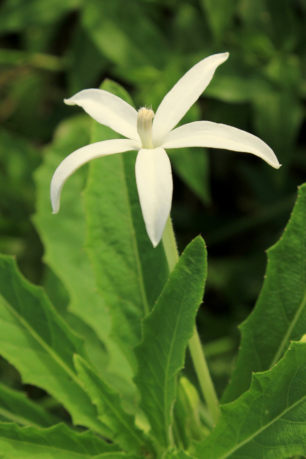 Star of Bethlehem Barbados