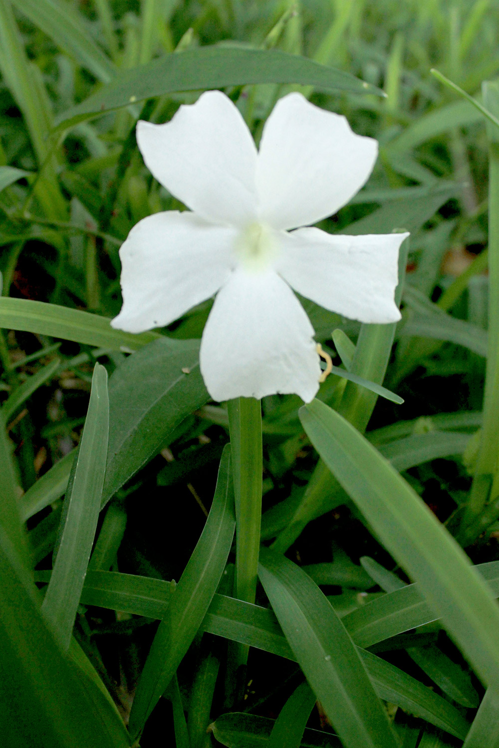 The Whitelady Barbados