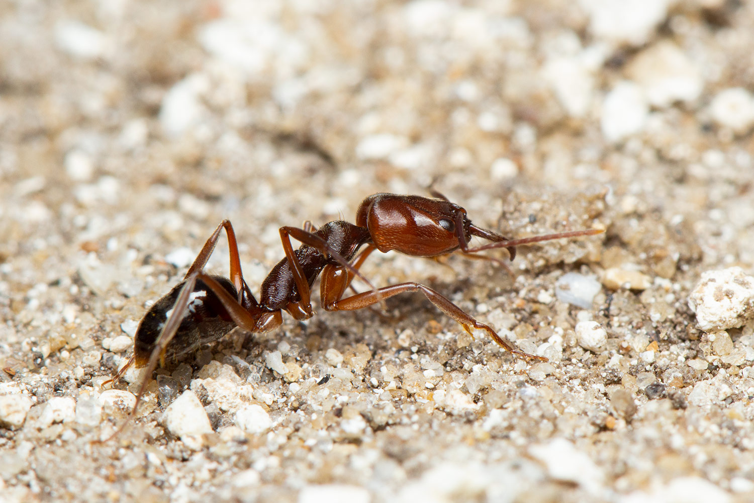 Trap-Jaw Ants Barbados
