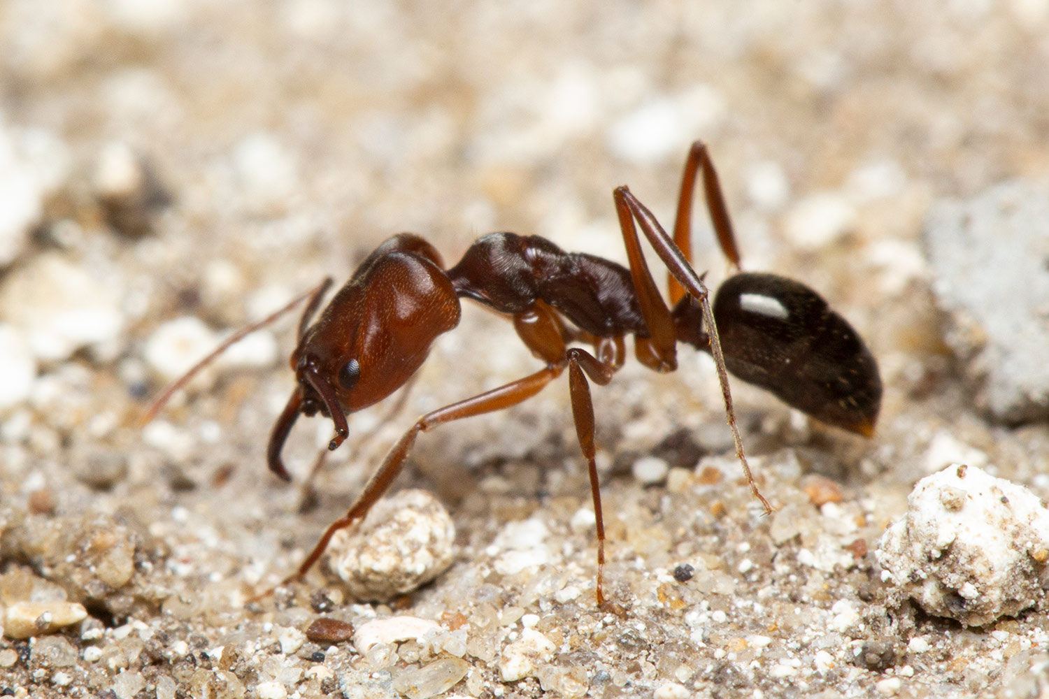 Trap-Jaw Ants Barbados