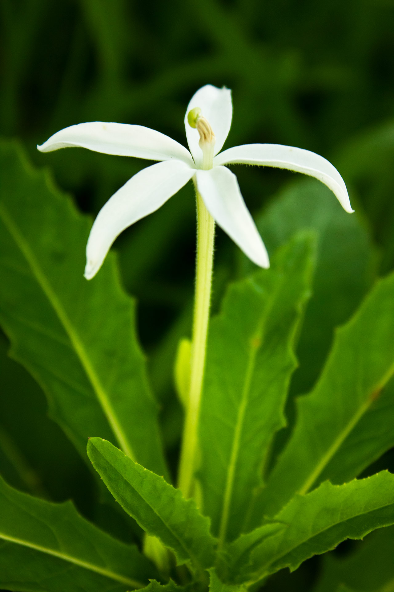 Star of Bethlehem Barbados