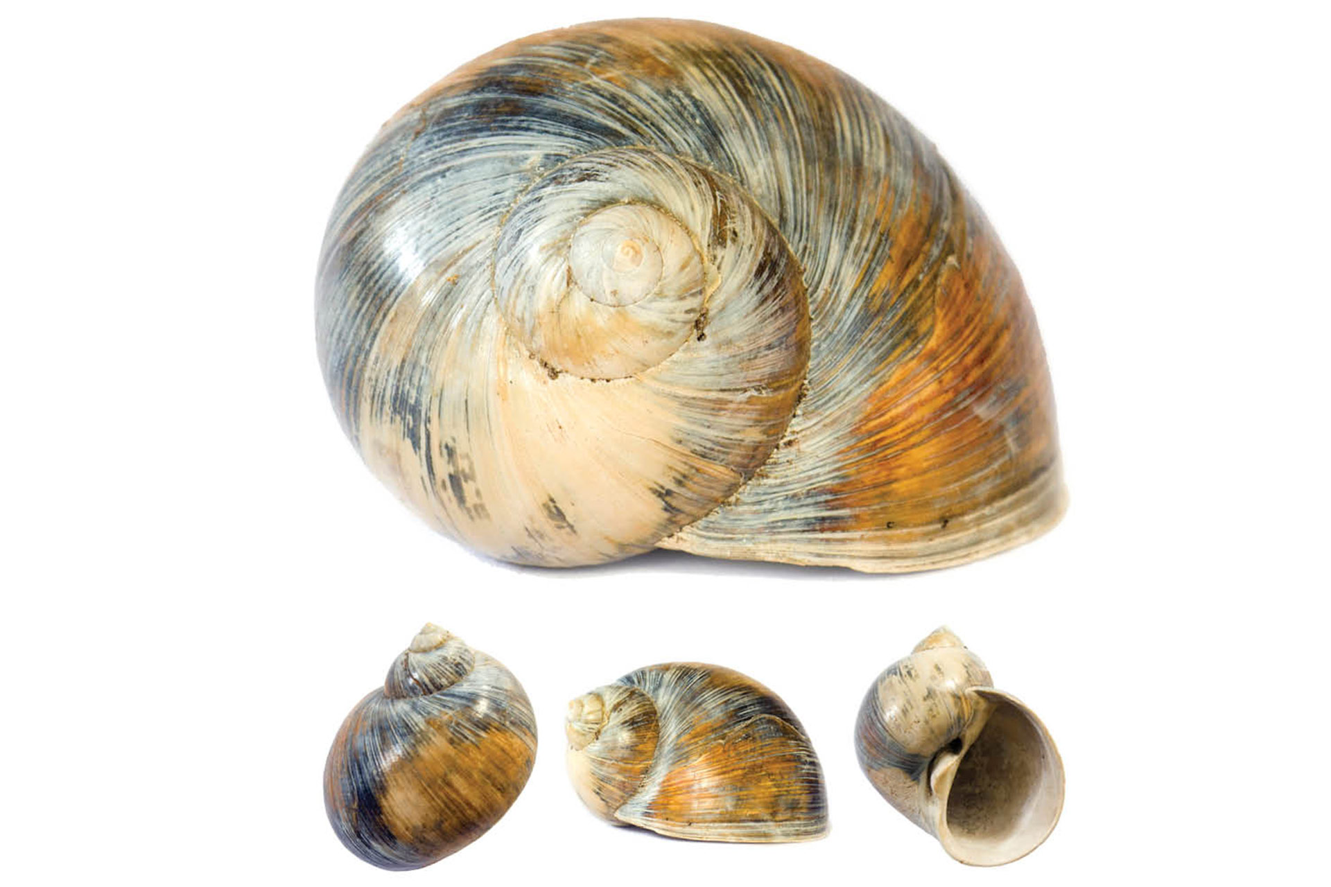 Morrocan  Moon Snail Barbados